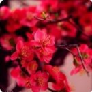 Heirloom Yellow Red Pink Wintersweet Calyx Canthus Winter Flower - 10 Seeds
