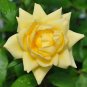 Heirloom Yunnan Yellow Rose Flower Perennial Shrub Plant - 50 Seeds