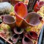 Heliamphora minor Seeds Carnivorous Plants - 100 Seeds