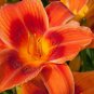 Hemerocallis Bonsai - 100 Seeds