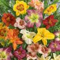 Hemerocallis Middendorffii Daylily - 100 Seeds
