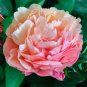 Herbaceous Peony Flower - 6 Seeds