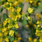 Rue Lithuanian Flowers can Drive Flies Vanilla Flowers Courtyard - 10 Seeds