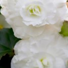 Bonsai Mixed Rieger Begonias Beautiful Bonsai Multi-Flap Flowers - 50 Seeds