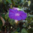 Purple Morning Glory - 50 Seed