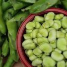 Heirloom Vicia faba Dwarf Broad Bean - 5 Seeds
