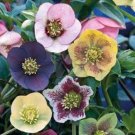 Helleborus Seeds Mixed 8 Types - 100 Seeds