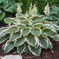 Hot Selling Gimax Hosta Flower Garden Perennials - 150 Seeds
