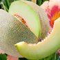 Japan Maite Sweet Melon Seeds Very Delicious Muskmelon - 100 Seeds