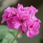 Kasuki Seed Flower Flores Exotic Indoor Seed Lavendar Geranium Rosa - 100 Seeds