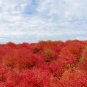 Kochia scoparia Burning Bush - 500 Seeds