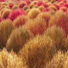 Kochia Scoparia Burning Bush Grass Green Red Mixed - 200 Seeds