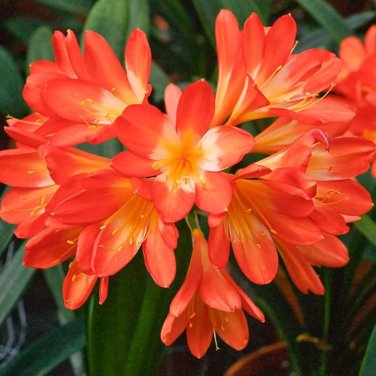 Mixed 8 Types of Clivia Seeds Indoor Ornamental Clivia Flowers Potted Plants - 1