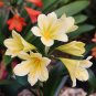 Mixed 8 Types of Clivia Seeds Indoor Ornamental Clivia Flowers Potted Plants - 1