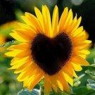 Mixed 10 Colors Sunflowers - 40 Seeds