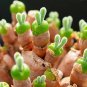Monilaria obconica lovely green rabbit ears succulent bonsai plant - 10 Seeds