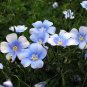 Giant Dark Blue & Light Blue Flax Linum Usitatissimum - 100 Seeds