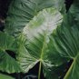 Giant Elephant Ear Dark Green Color - 100 Seeds