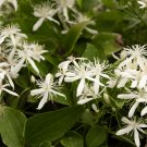 Clematis Bonsai Clematis Plant Bonsai Clematis Florida Thunb Flowers - 100 Seeds
