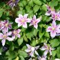 Clematis Potted Clematis Garden Flowers - 50 Seeds