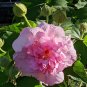 Hibiscus mutabilis Seeds Light Pink Double Flowers - 20 Seeds