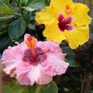 Hibiscus ROSA-SINENSIS Flower Seeds Dark Flowers with White Damask Edge - 200 Se