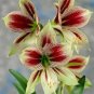 Hippeastrum Bulbs Seeds Bonsai Amaryllis Barbados Lily DIY Home Garden - 100 See