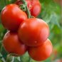 'Honglian' Small Big Mixed Dark Red Tomato Hybrid F1 Tomato - 100 Seeds