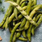 Horsebean Seeds Bonsai Nutrient-rich Vicia Faba - 6 Seeds