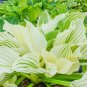 Hosta Fragrant Plantain Lily Bonsai Perennial Flower for Home - 200 Seeds