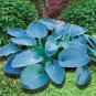 Hosta Seeds Greyish Blue Color - 200 Seeds