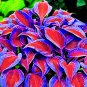 Hosta Flower Garden Perennials Ornamental Lily Shade Hosta Plants - 150 Seeds
