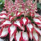 hosta seeds Coleus plant seeds colorful flower bonsai - 100 Seeds