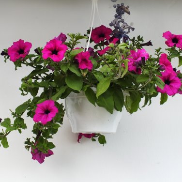 'Huakai Darong' Mixed Bonsai Petunia Hybrid - 200 Seeds