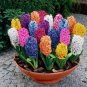 Hyacinth Seeds Mixed Colorful Flowers - 300 Seeds