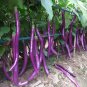 Hangzhou Red Long Eggplant F1 Vegetable - 200 Seeds