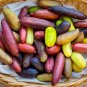 Ice Pink Finger Fruit Lime - 20 Seeds