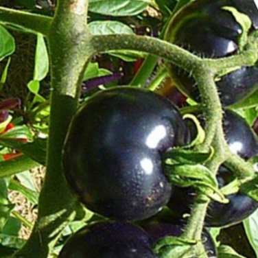 Imported European Black Big Tomato - 300 Seeds