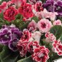 Imported Gloxinia Plant Perennial Sinningia Gloxinia - 200 Seeds