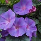 Imported Japan Wine Red Garden Morning Glory - 10 Seeds