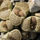 Imported Lithops GE KK - 100 Seeds
