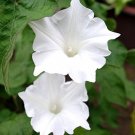 Imported Purely White Morning Glory - 10 Seeds