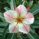 Imported 'sunset glow' Adenium Desert Rose - 2 Seeds
