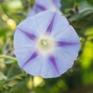Imported White Morning Glory with Purple Spot Flowers - 10 Seeds