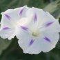 Imported White Morning Glory with Purple Spot Flowers - 10 Seeds