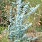 Impressive Eucalyptus Seed gunnii Cider Gum Eucalyptus Bonsai - 30 Seeds