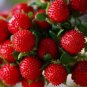 India Mock Strawberry Bonsai - 60 Seeds