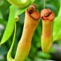 Insect catching Plant Enchantress Carnivorous Bonsai - 100 seeds
