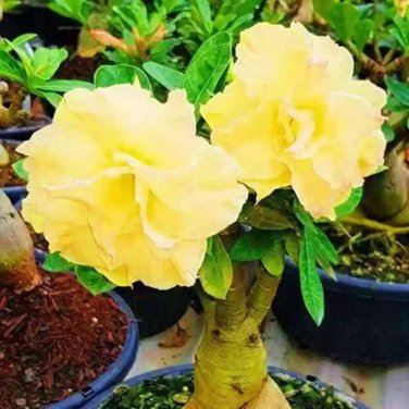 'Invincible Eastern' Adenium Desert Rose - 2 Seeds