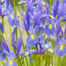 Iris Bonsai Irises Flower Bonsai Perennial Beautiful Flowering Potted Plants - 2